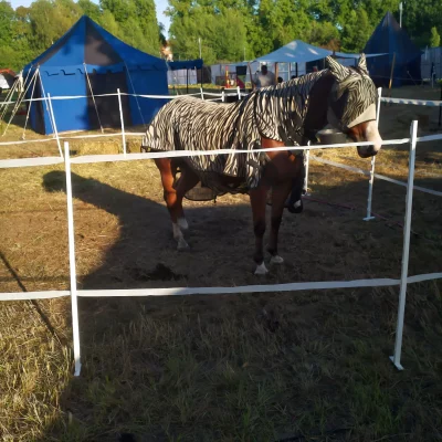 Pferd mit gestreiftem Zebra-Imitat-Mantel und -Maske steht auf einer eingezäunten Wiese vor blauen Zelten