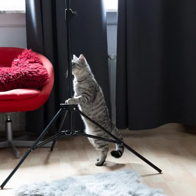 Stehende getigerte Katze, die sich an einem schwarzen Stativ festhält, vor einem roten Stuhl mit rotem Kissen und dunklen Vorhängen
