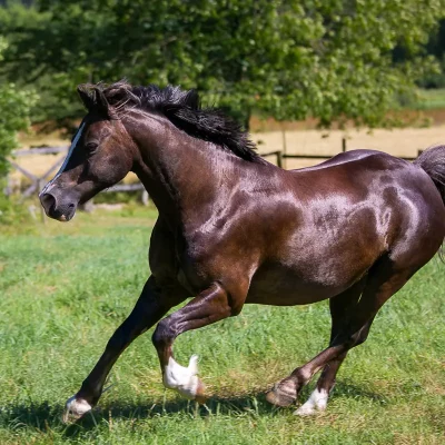 Braunes Welsh-Pony im Galopp auf einer Sommerwiese, dynamische Bewegungsaufnahme als Teil einer Pferdefotografie-Serie