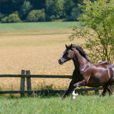 Dunkles Welsh-Pony der Sektion C galoppiert auf einer grünen Weide vor Holzzaun und Baum, sommerliche Landschaft im Hintergrund.