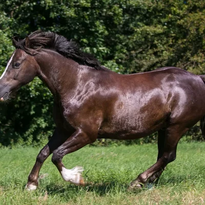 Braunes Pferd mit weißer Blesse galoppiert über eine grüne Wiese vor dichtem Baumbestand.
