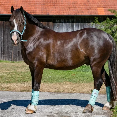 Porträt eines braunen Welsh-Ponys (Sektion C) mit türkisfarbenem Halfter und hellblauen Bandagen vor einer Holzscheune